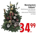 Wurzelgesteck Exklusiv im EDEKA Prospekt Wurzelgesteck Exklusiv von  im aktuellen EDEKA Prospekt für 34,99 €