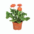 Gerbera - Durora - Lidl à Rueil-Malmaison Gerbera - Durora en promo chez Lidl Rueil-Malmaison à 2,29 €