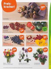 Blumen im tegut Prospekt in Böblingen Aktueller tegut Prospekt mit Blumen, "tegut… gute Lebensmittel", Seite 5