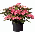 Hortensia de jardin - Lidl à Béziers Hortensia de jardin en promo chez Lidl Béziers à 7,99 €