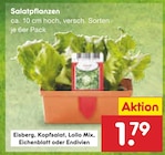 Salatpflanzen im Angebot bei Netto Marken-Discount in Koblenz Salatpflanzen Angebote bei Netto Marken-Discount Koblenz für 1,79 €