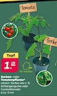 Gurkenpflanze bei Netto mit dem Scottie im Chemnitz Prospekt für 1,19 €