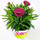 Thomas Philipps Ritschenhausen - Nelke "Dianthus" Angebot im Prospekt Nelke "Dianthus" bei Thomas Philipps im Ritschenhausen Prospekt für 1,99 €