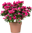 Azalée du Japon - Delbard Azalée du Japon à 6,99 € dans le catalogue Delbard