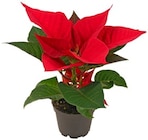 Aktuelle Pflanzen Angebote bei REWE in Braunschweig Aktuelles Mini Weihnachtsstern Angebot bei REWE in Braunschweig ab 1,11 €