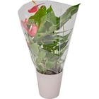 Plantes fleuries dans le catalogue Carrefour