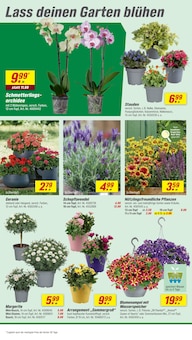 Blumen im toom Baumarkt Prospekt "Respekt, wer's selber macht." mit 22 Seiten (Dortmund)