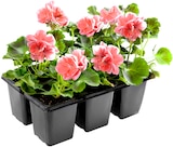 Fuchsien oder Geranien bei Thomas Philipps im Herbsleben Prospekt für 3,99 €