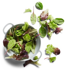 Kaufland Tübingen - deutscher Pflücksalat deutscher Pflücksalat Angebot bei Kaufland Tübingen im Prospekt "ALLES FÜR EINEN"