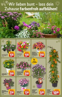 Gartenpflanzen im REWE Prospekt "Dein Markt" mit 28 Seiten (Hamm)