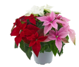 Poinsetia multicolore - Lidl à Besançon Poinsetia multicolore en promo chez Lidl Besançon à 3,95 €