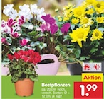Beetpflanzen im aktuellen Netto Marken-Discount Prospekt