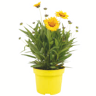 toom Baumarkt - Nützlingsfreundliche Pflanzen Angebot im Prospekt Nützlingsfreundliche Pflanzen bei toom Baumarkt im Prospekt "" für 3,59 €