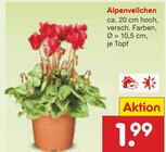 Alpenveilchen im Angebot bei Netto Marken-Discount in Bremerhaven Alpenveilchen Angebote bei Netto Marken-Discount Bremerhaven für 1,99 €