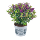 toom Baumarkt Neustadt - Veronika 'All Blooms' Angebot im Prospekt Veronika 'All Blooms' bei toom Baumarkt im Neustadt Prospekt für 2,99 €