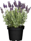Aktuelles Schopflavendel Angebot bei Globus-Baumarkt in Wolfsburg ab 3,99 €
