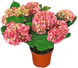 Aktuelles Hortensie XL Angebot bei REWE in Bielefeld ab 9,99 €