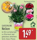 Nelken von GARDENLINE für 1,49 € bei ALDI Nord im Angebot Nelken von GARDENLINE im aktuellen ALDI Nord Prospekt