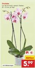 Orchidee Angebote bei Netto Marken-Discount Bottrop für 5,99 €