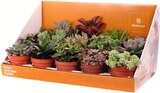 Monoprix Épinal - Succulentes pot 8,5 cm Promo Succulentes pot 8,5 cm dans le catalogue Monoprix Monoprix à Épinal