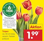 Netto Marken-Discount Redekin - Tulpen Angebot im Prospekt Tulpen bei Netto Marken-Discount im Redekin Prospekt für 1,99 €