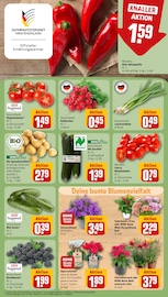 Ähnliche Angebote wie Gurkenpflanze im Prospekt "Dein Markt" auf Seite 7 von REWE in Moers