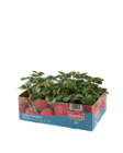 Erdbeerpflanzen im Angebot bei Lidl in Ludwigshafen Erdbeerpflanzen Angebote von Grandiol bei Lidl Ludwigshafen für 3,49 €