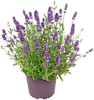 Aktuelle Lavendel Angebote bei Penny in Berlin Aktuelles Lavendel Angebot bei Penny in Berlin ab 1,89 €