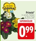 Primeln bei EDEKA im Rötz Prospekt für 0,99 €