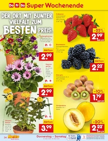 Blumen im Netto Marken-Discount Prospekt "Aktuelle Angebote" mit 60 Seiten (Dortmund)