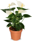 Flamingoblume im Angebot bei Netto Marken-Discount in Laatzen Flamingoblume Angebote bei Netto Marken-Discount Laatzen für 5,99 €