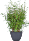 Bambus „Fargesia rufa“ Angebote bei Hagebaumarkt Germering für 19,99 €