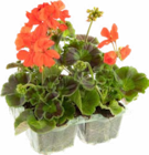 Géranium Zonale - botanic - Botanic Géranium Zonale - botanic à 7,99 € dans le catalogue Botanic