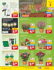 Gartenmöbel im Netto Marken-Discount Prospekt in Aschaffenburg Aktueller Netto Marken-Discount Prospekt mit Gartenmöbel, "Aktuelle Angebote", Seite 33