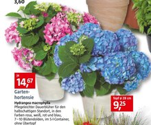 BAUHAUS Münster - Hydrangea macrophylla Hydrangea macrophylla Angebot bei BAUHAUS Münster im Prospekt "Handzettel KW 32"