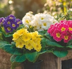 Aktuelles Primel Angebot bei Netto Marken-Discount in Bochum ab 0,89 €