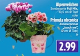 Alpenveilchen Fuji Mix bei EDEKA im Beselich Prospekt für 2,99 €