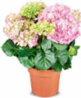 Aktuelles Hortensienbusch Angebot bei Netto Marken-Discount in Dresden ab 7,99 €