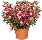 Netto Marken-Discount - Geranien oder Fuchsien Angebot im Prospekt Geranien oder Fuchsien bei Netto Marken-Discount im Prospekt "" für 1,49 €