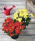 Chrysanthème Américain unicolore en promo chez Super U Nantes à 8,19 €