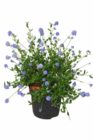 Aktuelle Zimmerpflanzen Angebote bei Hagebaumarkt in Hamburg Aktuelles Säckelblume Angebot bei Hagebaumarkt in Hamburg ab 12,99 €