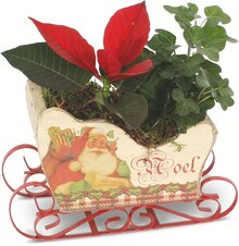Mini-Weihnachtsstern (Poinsettia) bei OBI in Bergheim Mini-Weihnachtsstern (Poinsettia) im Angebot bei OBI Bergheim für 8,99 €