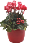 Cyclamen - Gardenline - Aldi Cyclamen - Gardenline à 3,99 € dans le catalogue Aldi