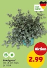Eukalyptus bei Penny im Hattingen Prospekt für 2,99 €