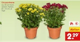 Chrysantheme im Netto Marken-Discount Prospekt Chrysantheme von im aktuellen Netto Marken-Discount Prospekt für 2,29 €