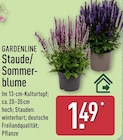 Staude/Sommerblume im Angebot bei ALDI Nord in Ahaus Staude/Sommerblume Angebote von Gardenline bei ALDI Nord Ahaus für 1,49 €
