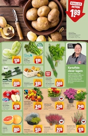 Dekoration im REWE Prospekt in Hildesheim Aktueller REWE Prospekt mit Dekoration, "Dein Markt", Seite 13