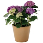 Gamm vert Montereau-Fault-Yonne - Promo Pot "Brazilia" ECLOZ Promo Pot "Brazilia" ECLOZ à 10,99 € dans le catalogue Gamm vert à Montereau-Fault-Yonne