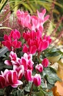 Mini Cyclamen à Gamm vert dans Nieul-sur-Mer