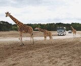 Beekse Bergen im Angebot bei Lidl in Rottenburg Beekse Bergen Angebote von Safaripark bei Lidl Rottenburg für 79,00 €
